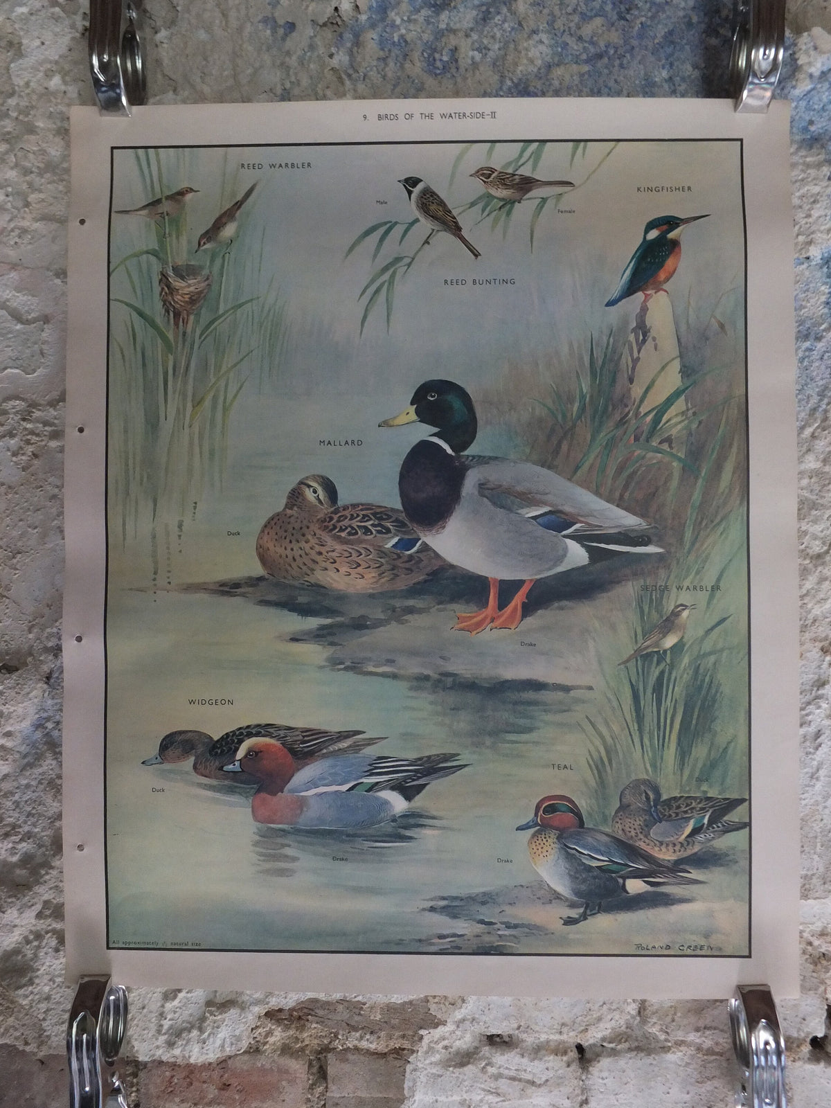 Original Vintage Macmillan Birds Nature Educational Poster Mallard Duck Warbler Widgeon Kingfisher Teal print wall art ornithology 1950s