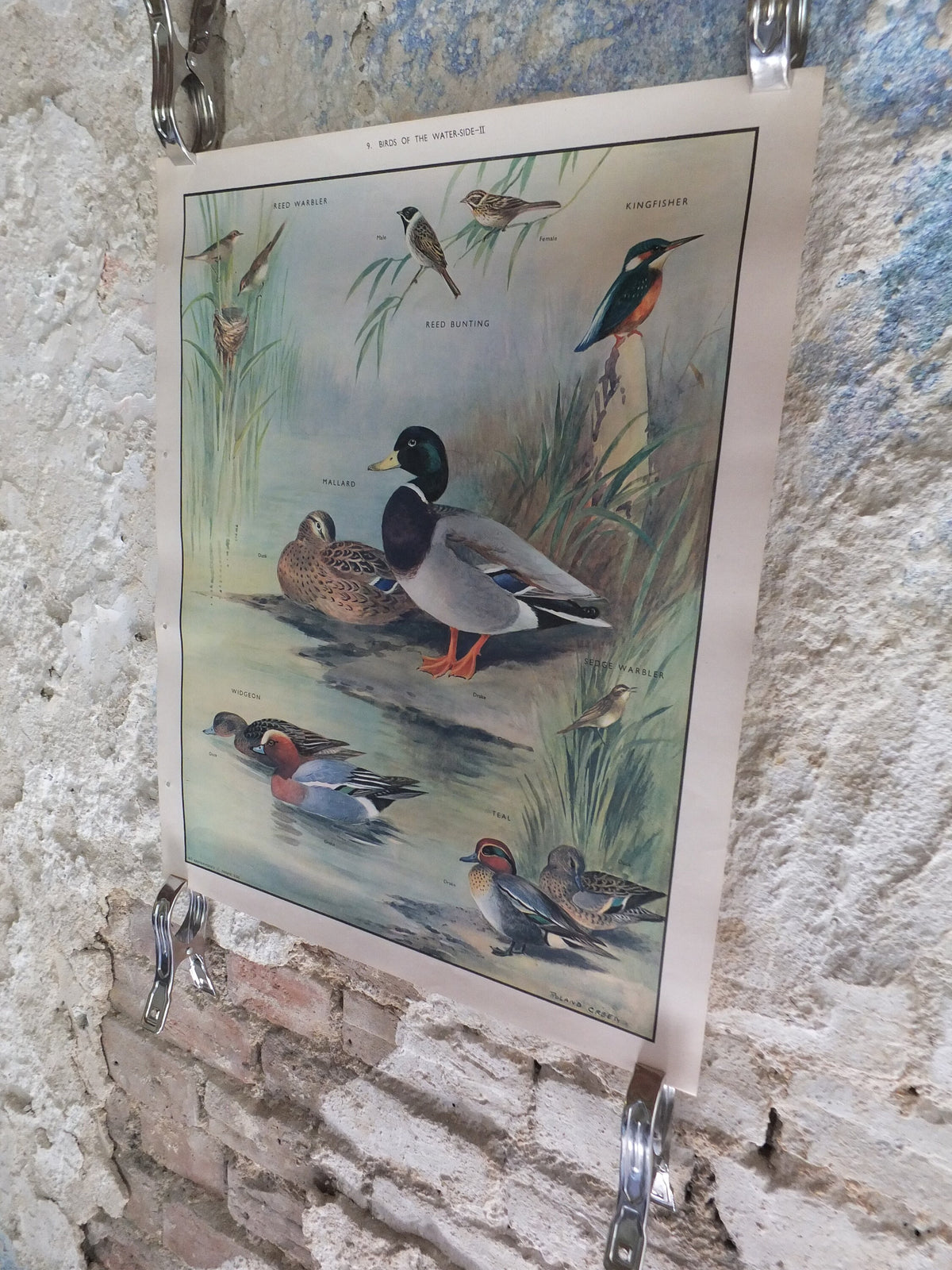 Original Vintage Macmillan Birds Nature Educational Poster Mallard Duck Warbler Widgeon Kingfisher Teal print wall art ornithology 1950s