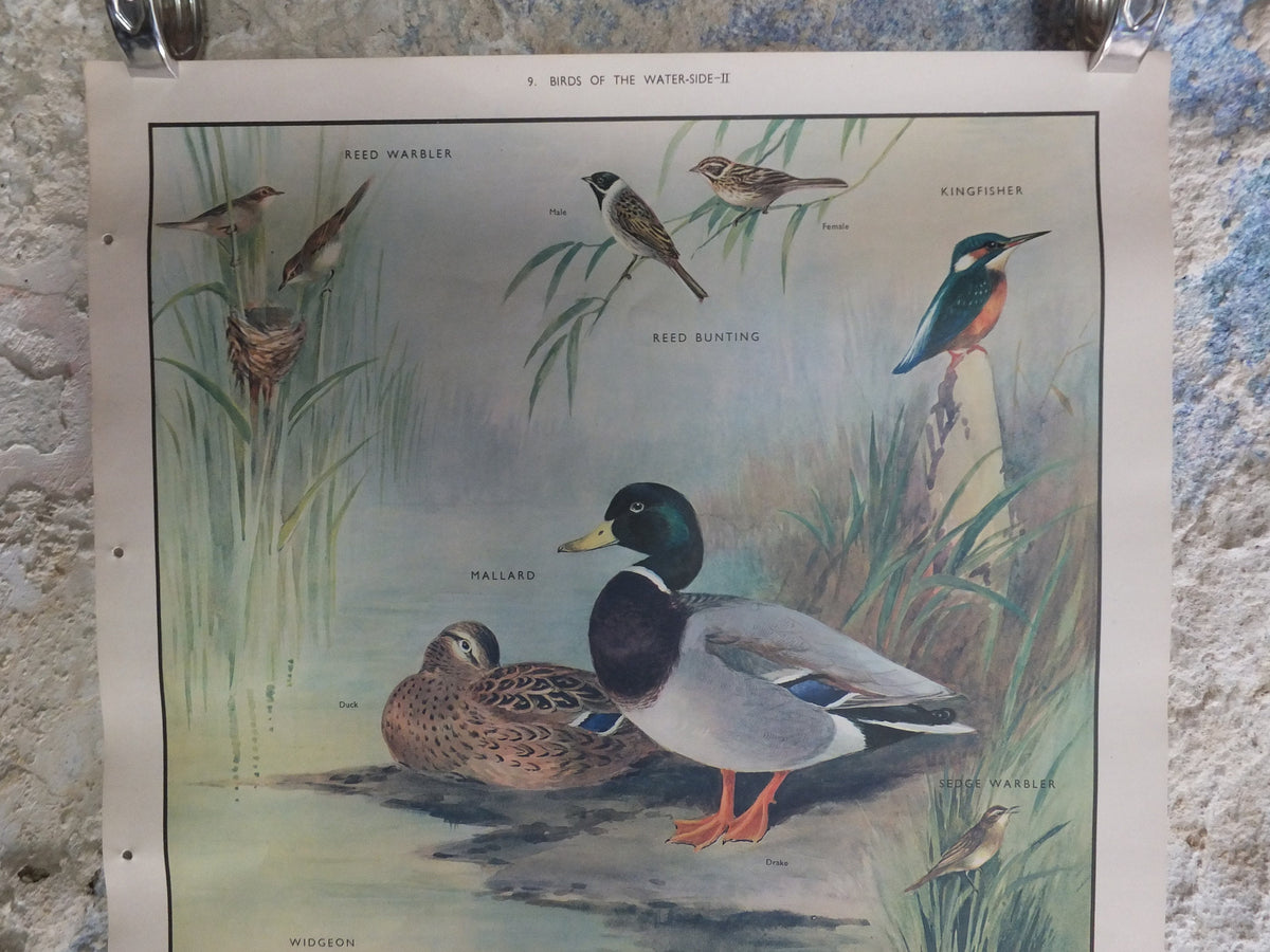 Original Vintage Macmillan Birds Nature Educational Poster Mallard Duck Warbler Widgeon Kingfisher Teal print wall art ornithology 1950s