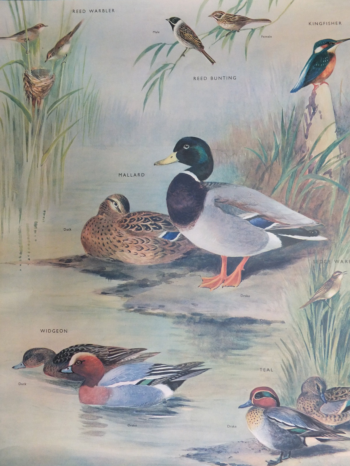 Original Vintage Macmillan Birds Nature Educational Poster Mallard Duck Warbler Widgeon Kingfisher Teal print wall art ornithology 1950s