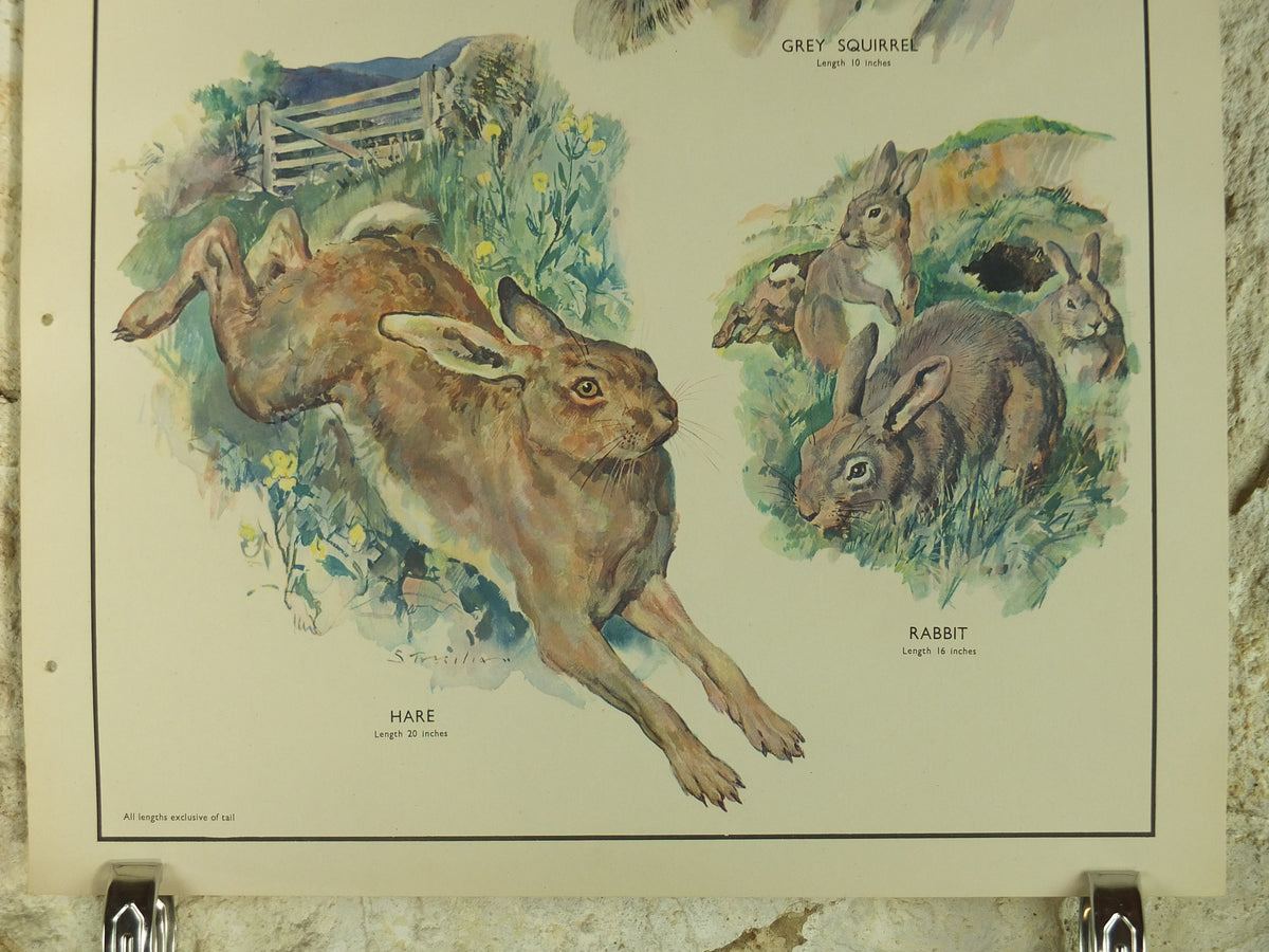 Original Vintage Macmillan Animals Nature Educational Poster Gnawing Red Gray Squirrel Hare Rabbit Grey print wall art biology zoology 1950s