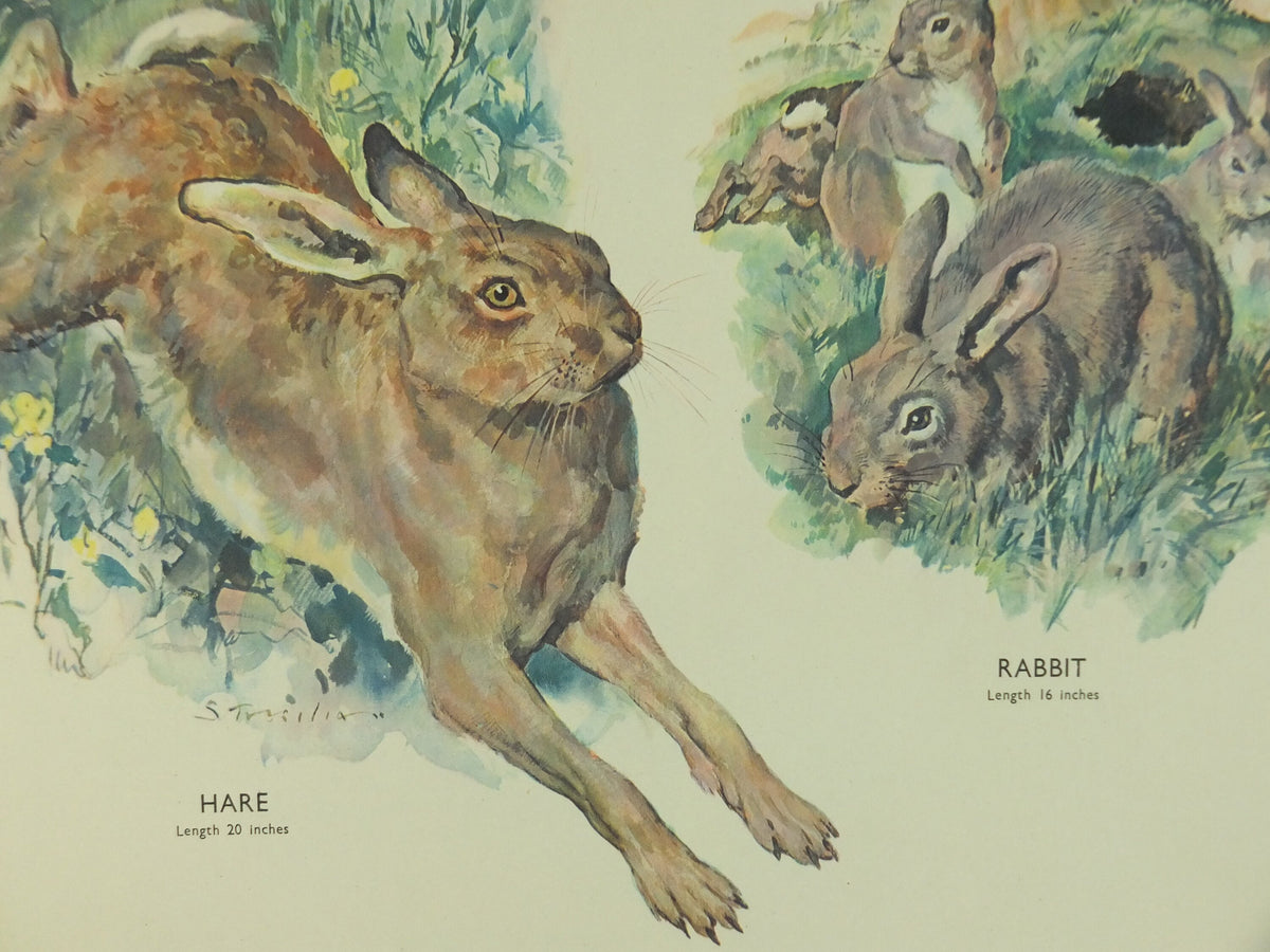 Original Vintage Macmillan Animals Nature Educational Poster Gnawing Red Gray Squirrel Hare Rabbit Grey print wall art biology zoology 1950s