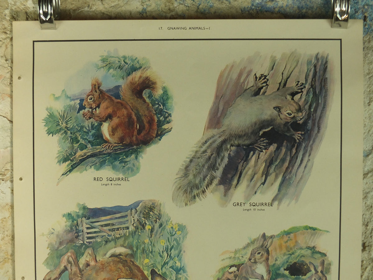 Original Vintage Macmillan Animals Nature Educational Poster Gnawing Red Gray Squirrel Hare Rabbit Grey print wall art biology zoology 1950s