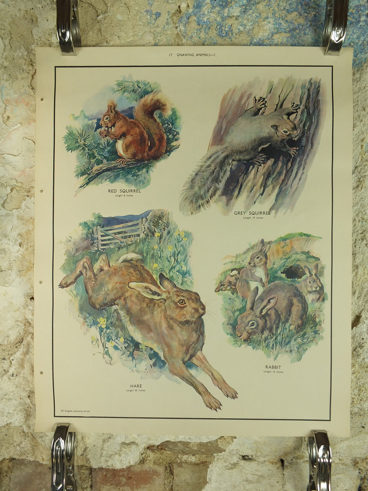 Original Vintage Macmillan Animals Nature Educational Poster Gnawing Red Gray Squirrel Hare Rabbit Grey print wall art biology zoology 1950s