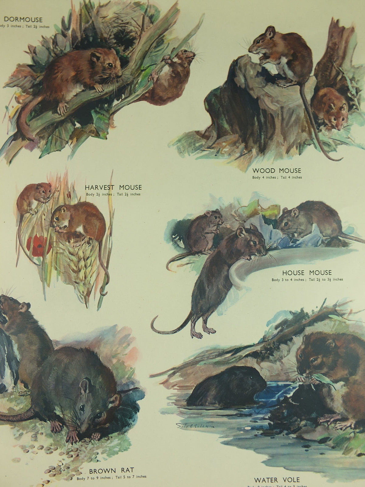 Original Vintage Macmillan Animals Nature Educational Poster Gnawing Mouse Mice Vole Rat Wood Harvest print wall art biology zoology 1950s