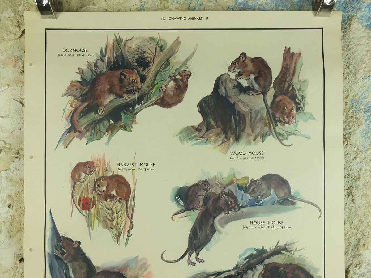 Original Vintage Macmillan Animals Nature Educational Poster Gnawing Mouse Mice Vole Rat Wood Harvest print wall art biology zoology 1950s