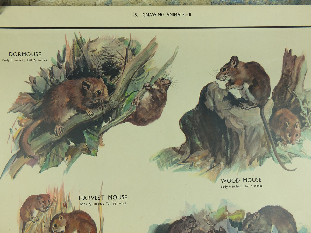 Original Vintage Macmillan Animals Nature Educational Poster Gnawing Mouse Mice Vole Rat Wood Harvest print wall art biology zoology 1950s