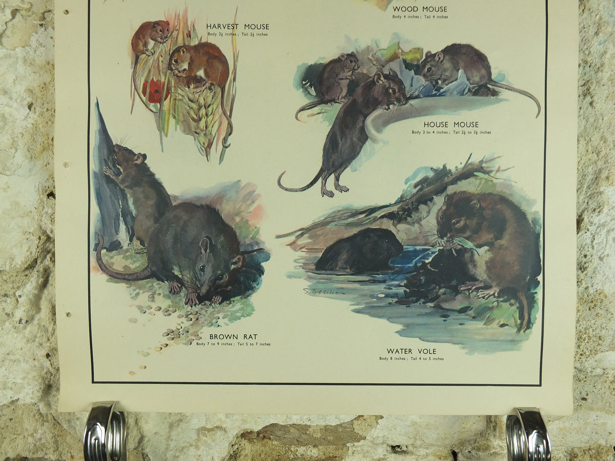 Original Vintage Macmillan Animals Nature Educational Poster Gnawing Mouse Mice Vole Rat Wood Harvest print wall art biology zoology 1950s