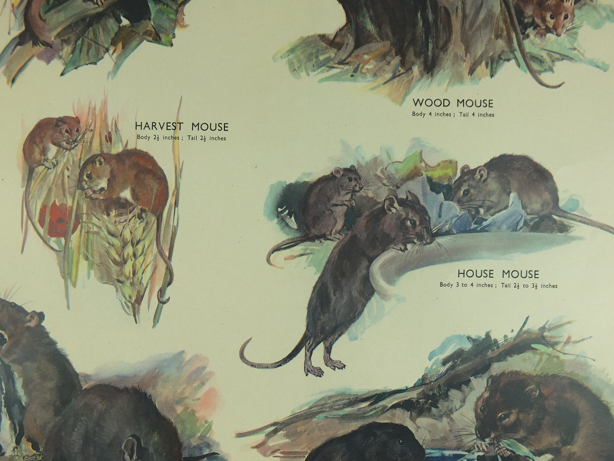 Original Vintage Macmillan Animals Nature Educational Poster Gnawing Mouse Mice Vole Rat Wood Harvest print wall art biology zoology 1950s