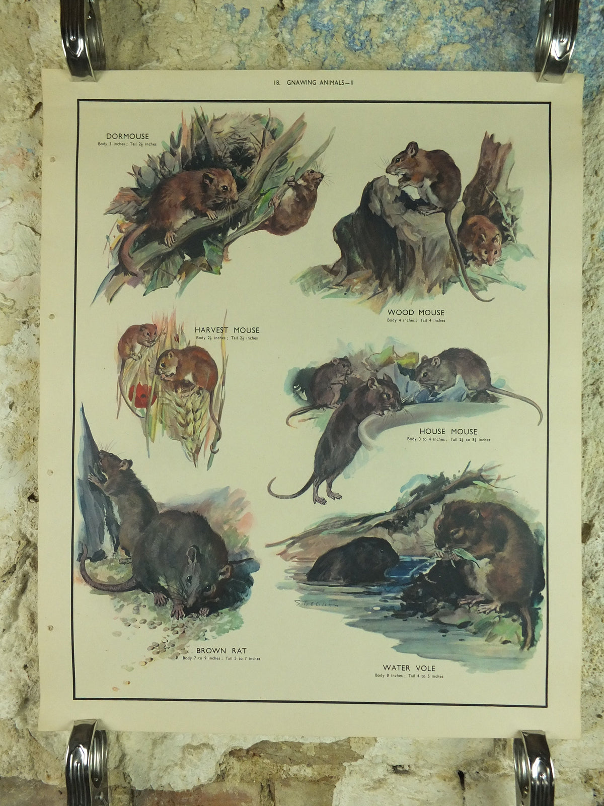 Original Vintage Macmillan Animals Nature Educational Poster Gnawing Mouse Mice Vole Rat Wood Harvest print wall art biology zoology 1950s