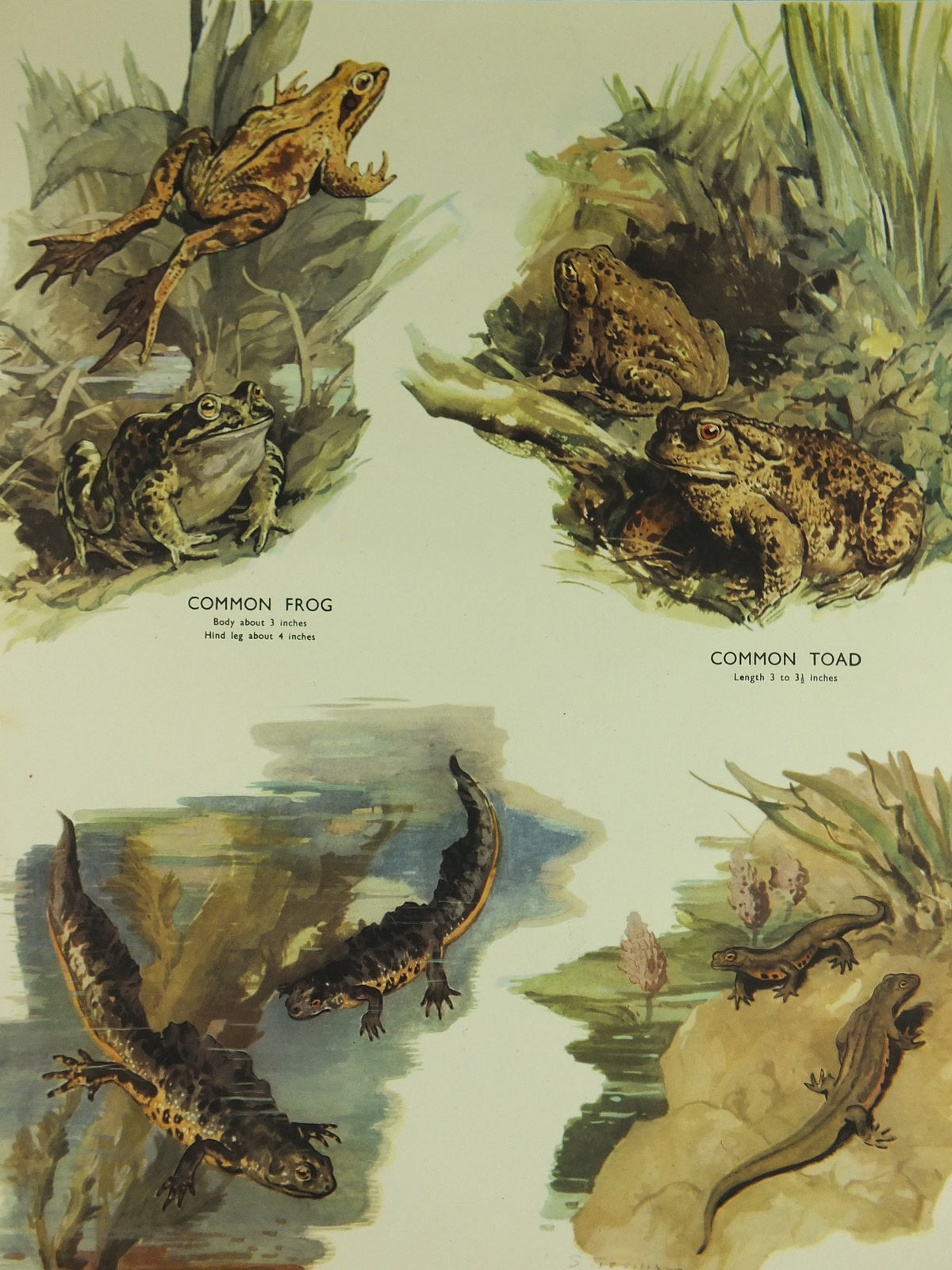 Original Vintage Macmillan Animals Nature Educational Poster Amphibious Common Frog Toad Crested Newt print wall art biology zoology 1950s