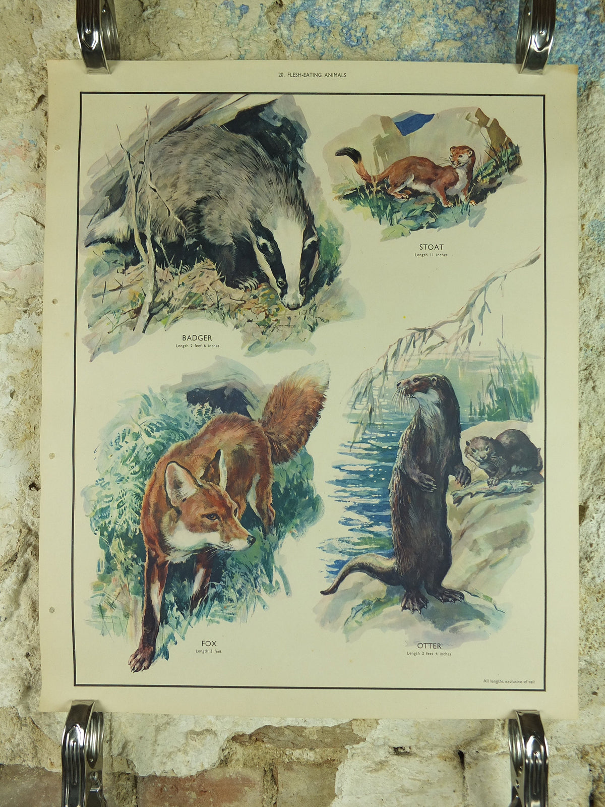 Original Vintage Macmillan Animals Nature Educational Poster Carnivores Fox Badger Stoat Otter print wall art biology zoology 1950s