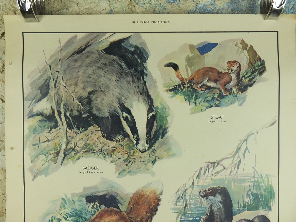 Original Vintage Macmillan Animals Nature Educational Poster Carnivores Fox Badger Stoat Otter print wall art biology zoology 1950s