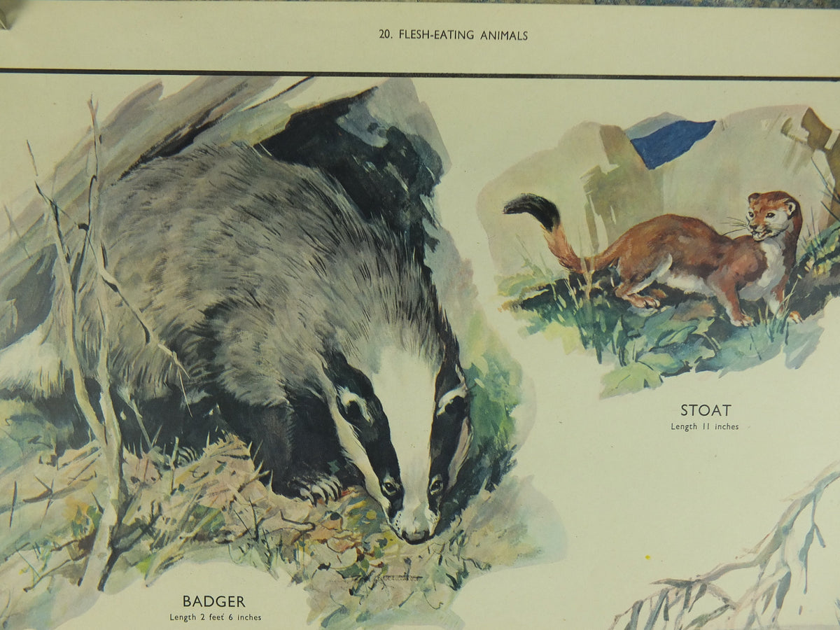 Original Vintage Macmillan Animals Nature Educational Poster Carnivores Fox Badger Stoat Otter print wall art biology zoology 1950s