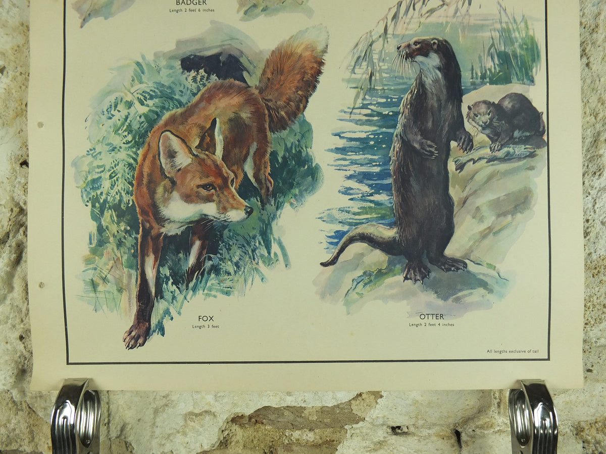 Original Vintage Macmillan Animals Nature Educational Poster Carnivores Fox Badger Stoat Otter print wall art biology zoology 1950s