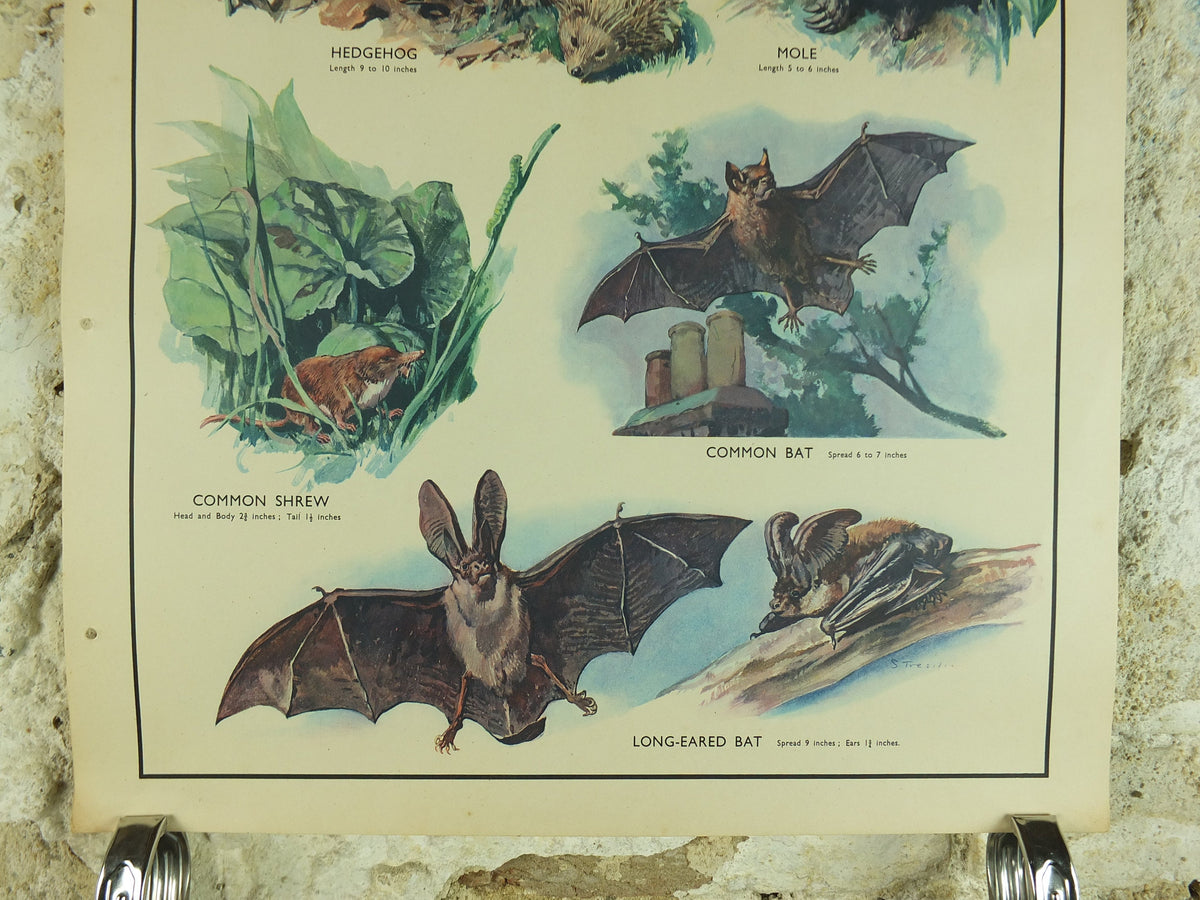 Original Vintage Macmillan Animals Nature Educational Poster Hedgehog Mole Common Shrew Bat Insect print wall art biology zoology 1950s