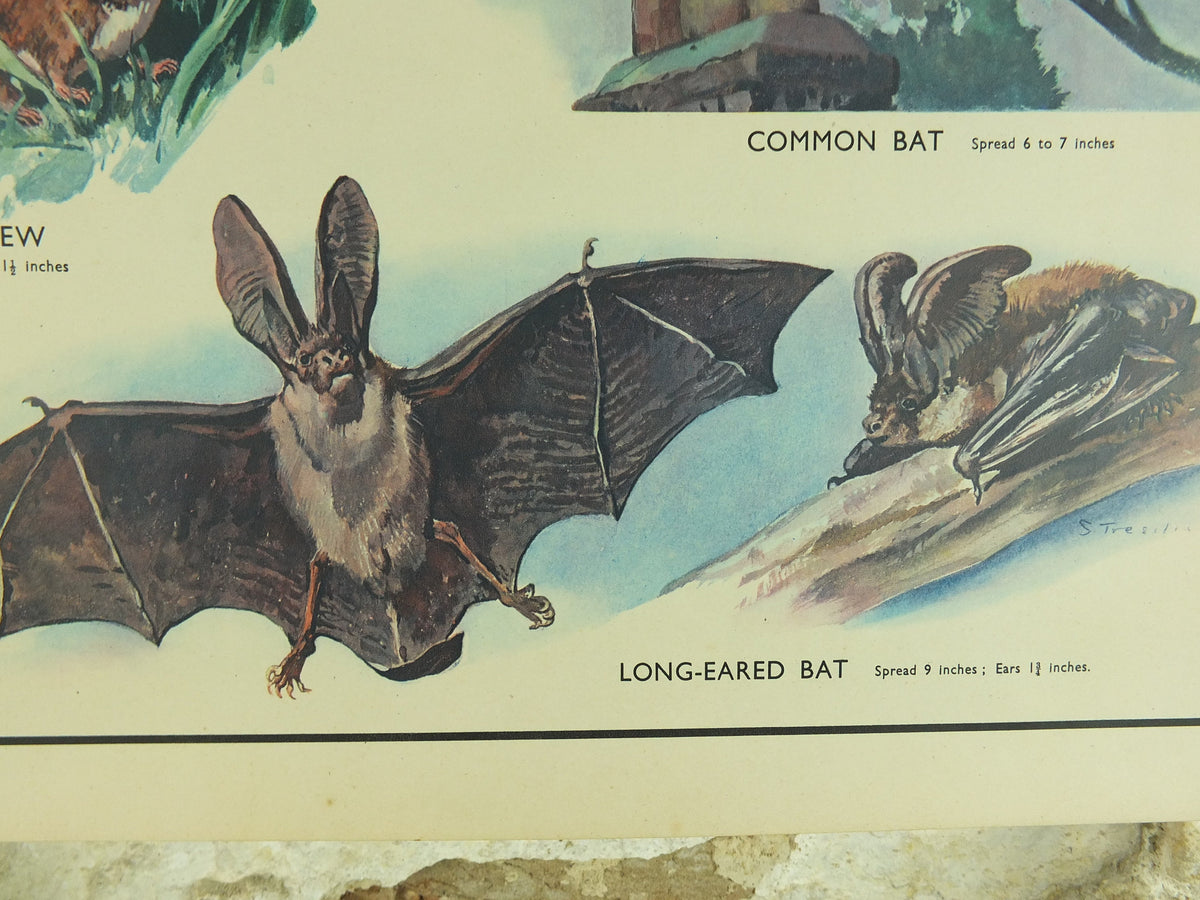 Original Vintage Macmillan Animals Nature Educational Poster Hedgehog Mole Common Shrew Bat Insect print wall art biology zoology 1950s
