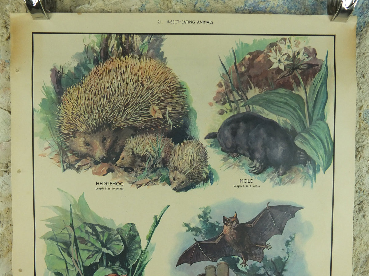Original Vintage Macmillan Animals Nature Educational Poster Hedgehog Mole Common Shrew Bat Insect print wall art biology zoology 1950s