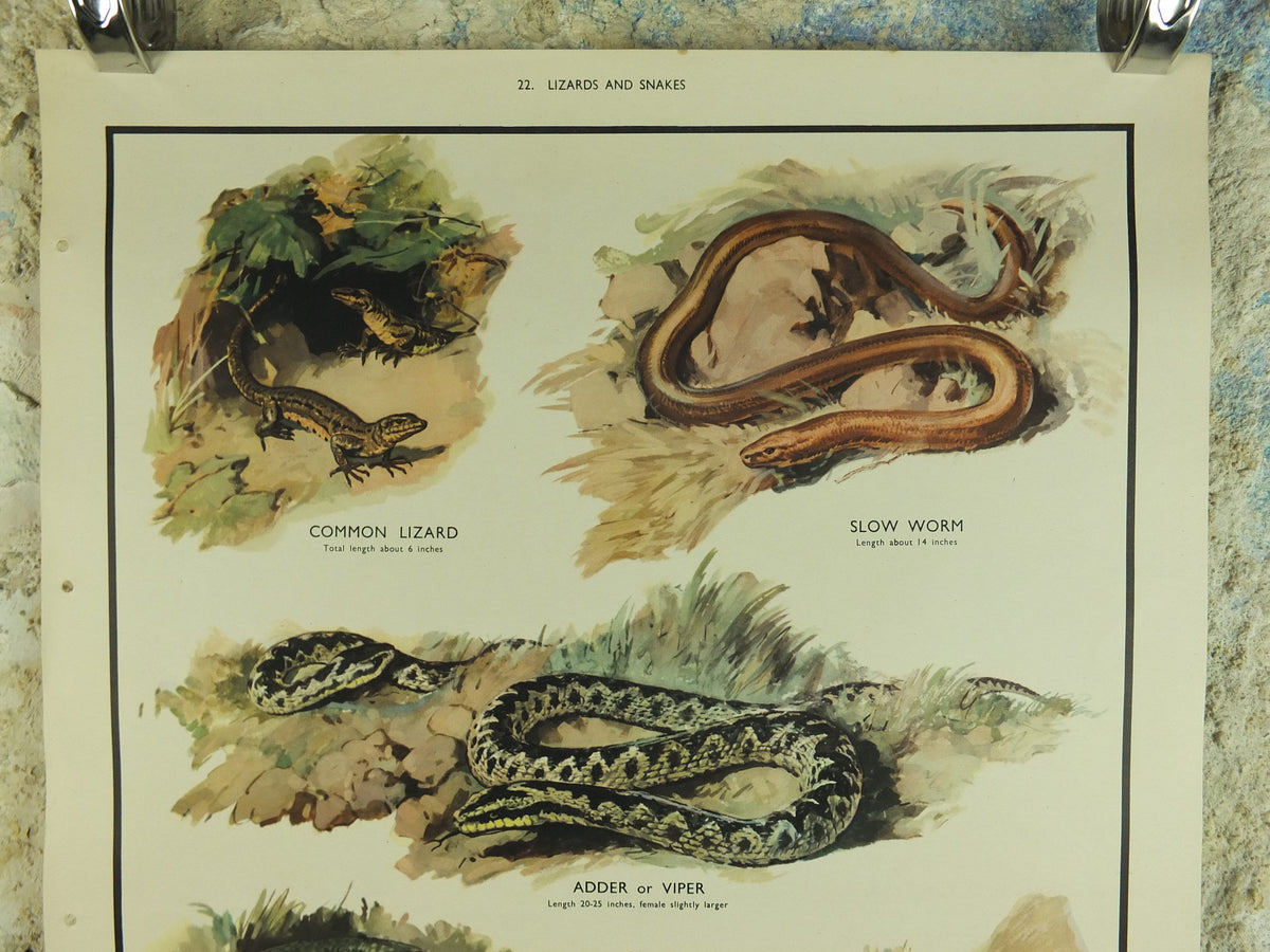 Original Vintage Macmillan Animals Nature Educational Poster Lizards & Snakes Adder Viper Grass Snake print wall art biology zoology 1950s