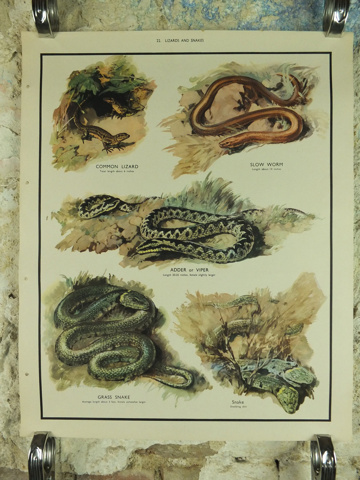 Original Vintage Macmillan Animals Nature Educational Poster Lizards & Snakes Adder Viper Grass Snake print wall art biology zoology 1950s