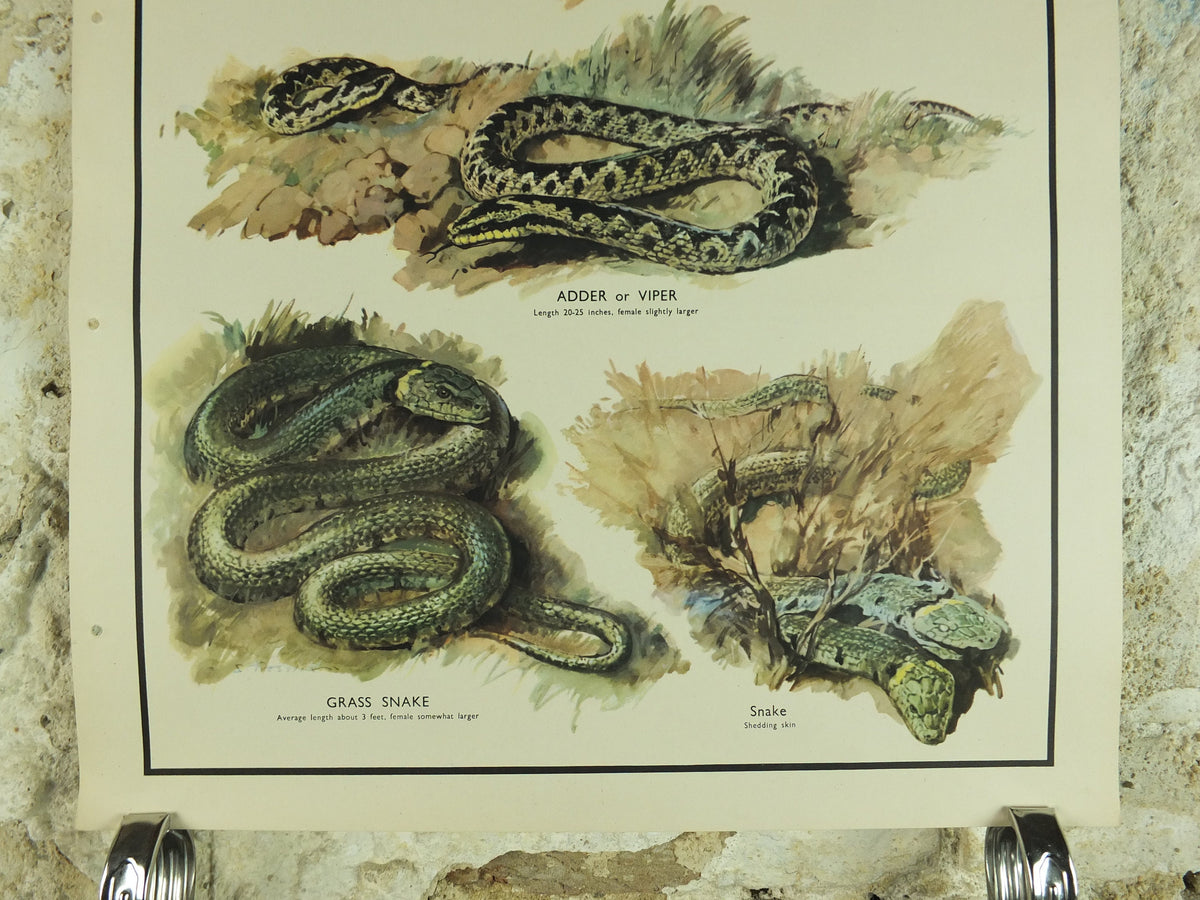 Original Vintage Macmillan Animals Nature Educational Poster Lizards & Snakes Adder Viper Grass Snake print wall art biology zoology 1950s