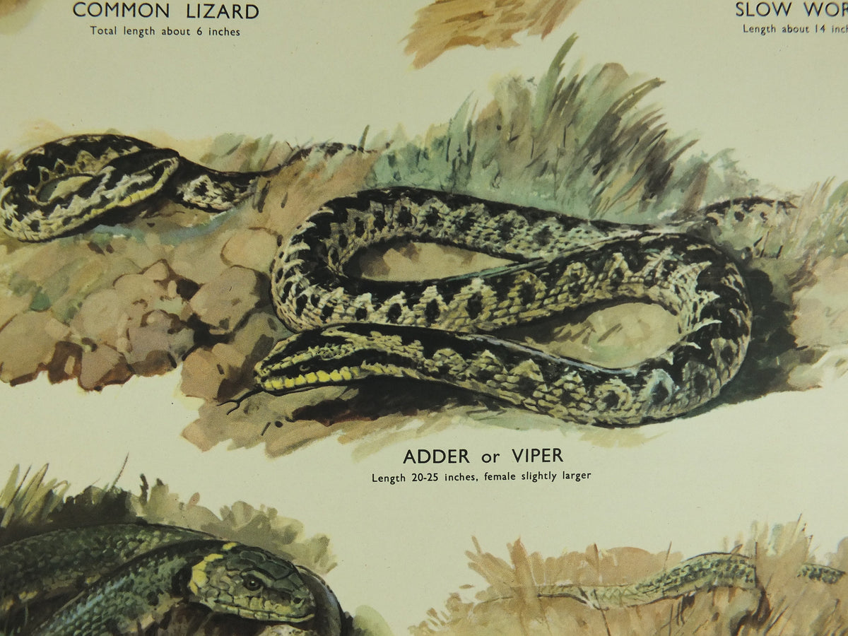 Original Vintage Macmillan Animals Nature Educational Poster Lizards & Snakes Adder Viper Grass Snake print wall art biology zoology 1950s