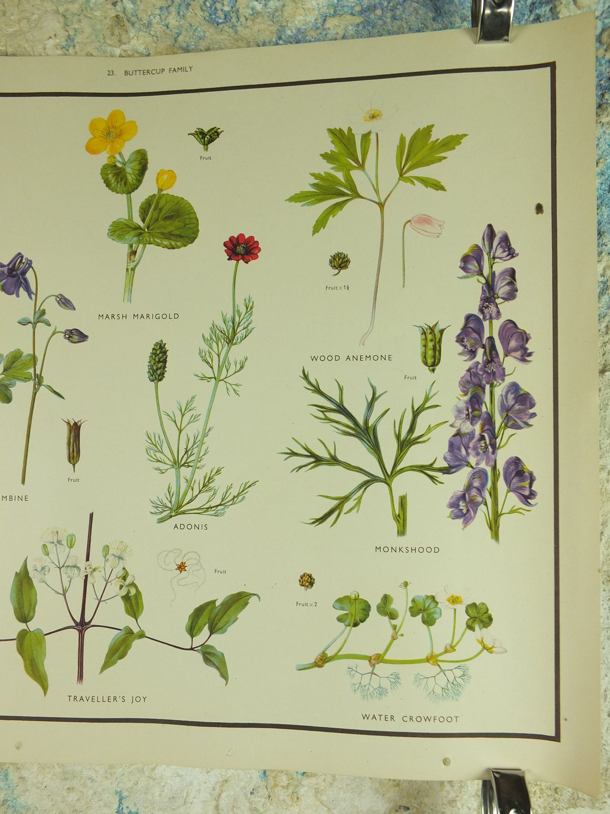 Original Vintage Macmillan Wild Flowers Buttercup Educational Poster marigold monkshood print wall art Nature biology botany botanical 1950s