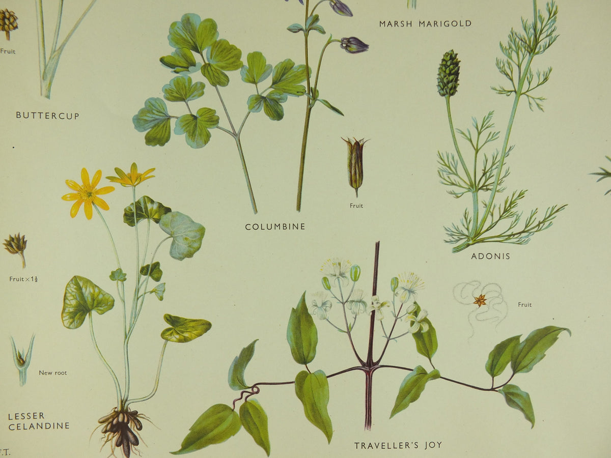 Original Vintage Macmillan Wild Flowers Buttercup Educational Poster marigold monkshood print wall art Nature biology botany botanical 1950s
