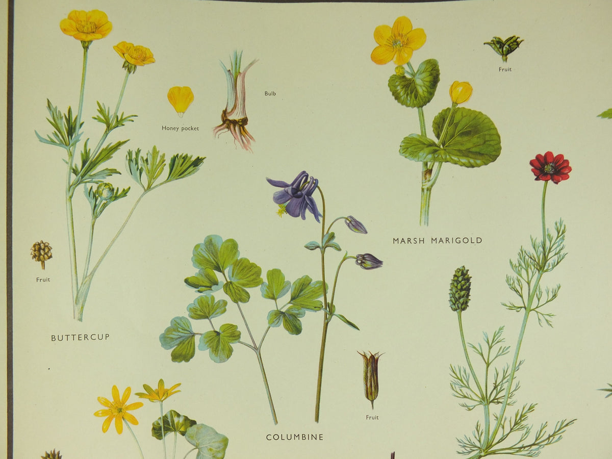 Original Vintage Macmillan Wild Flowers Buttercup Educational Poster marigold monkshood print wall art Nature biology botany botanical 1950s