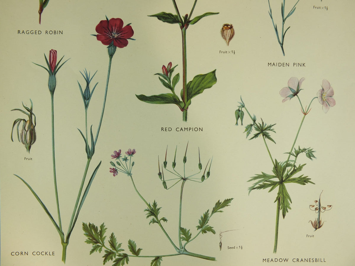 Original Vintage Macmillan Wild Flowers Pink Cransbill Educational Poster Robin Campion print wall art Nature biology botany botanical 1950s