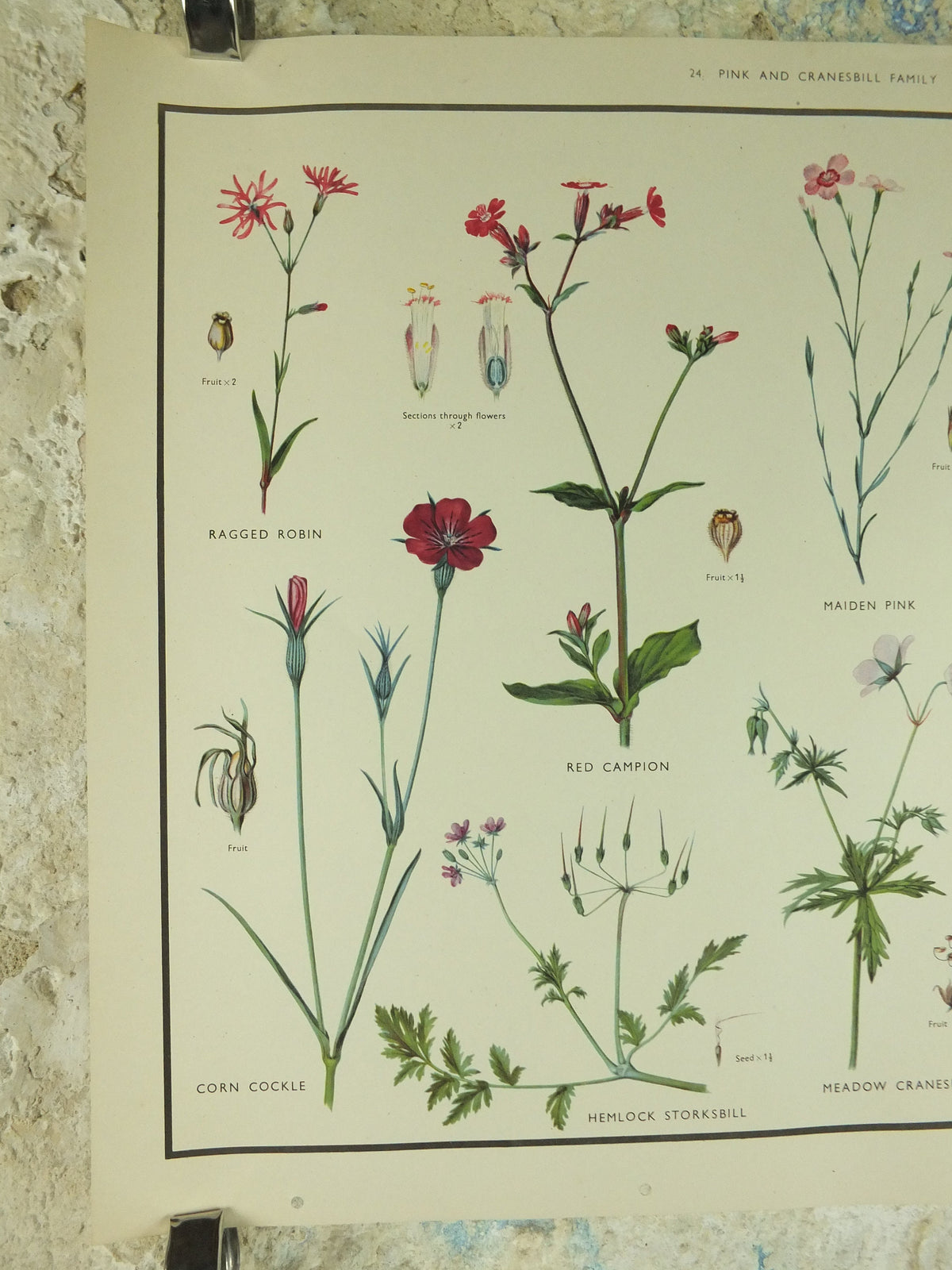 Original Vintage Macmillan Wild Flowers Pink Cransbill Educational Poster Robin Campion print wall art Nature biology botany botanical 1950s
