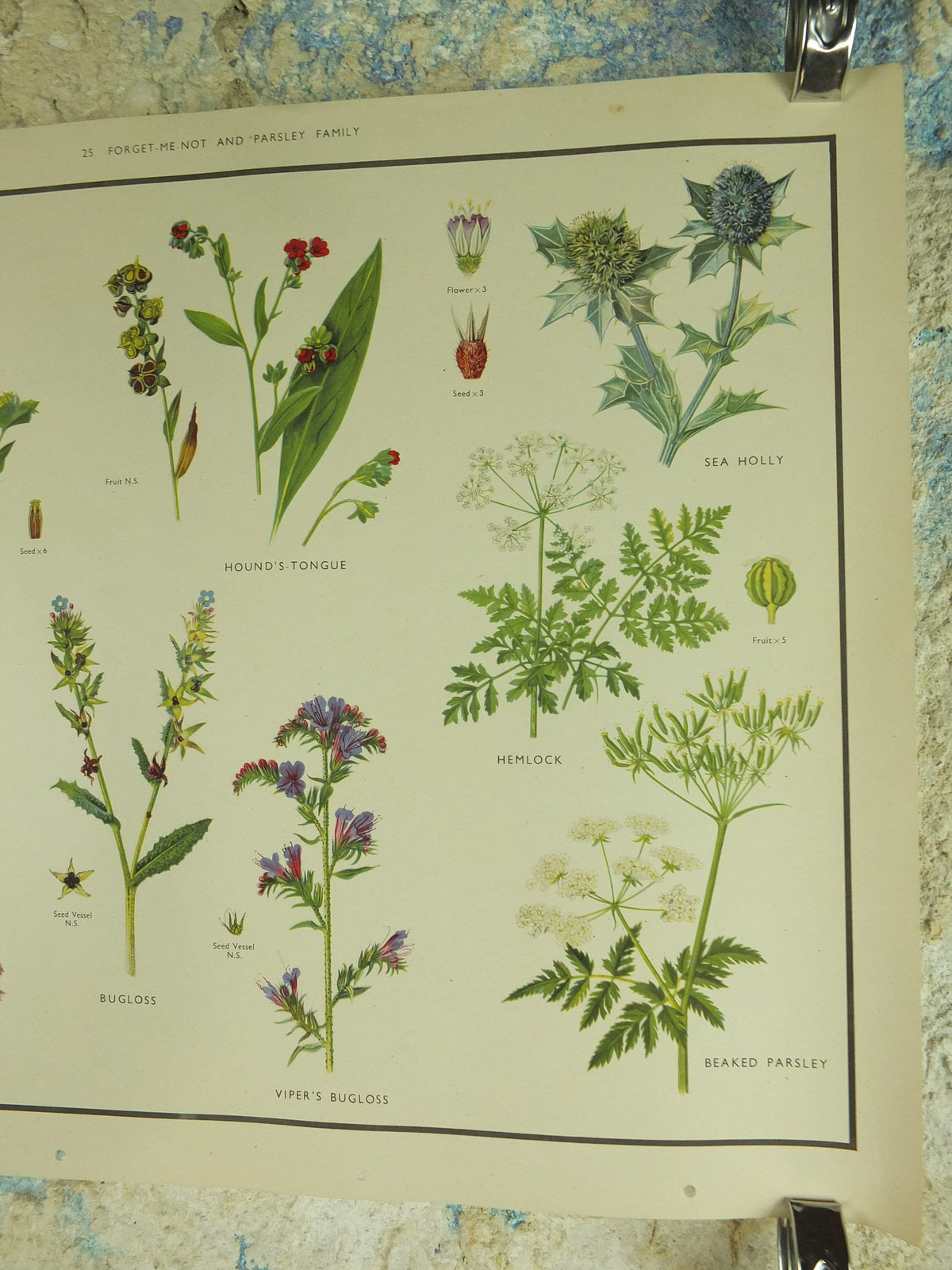 Original Vintage Macmillan Wild Flowers Forget Me Not Parsley Educational Poster print wall art Nature biology botany botanical 1950s