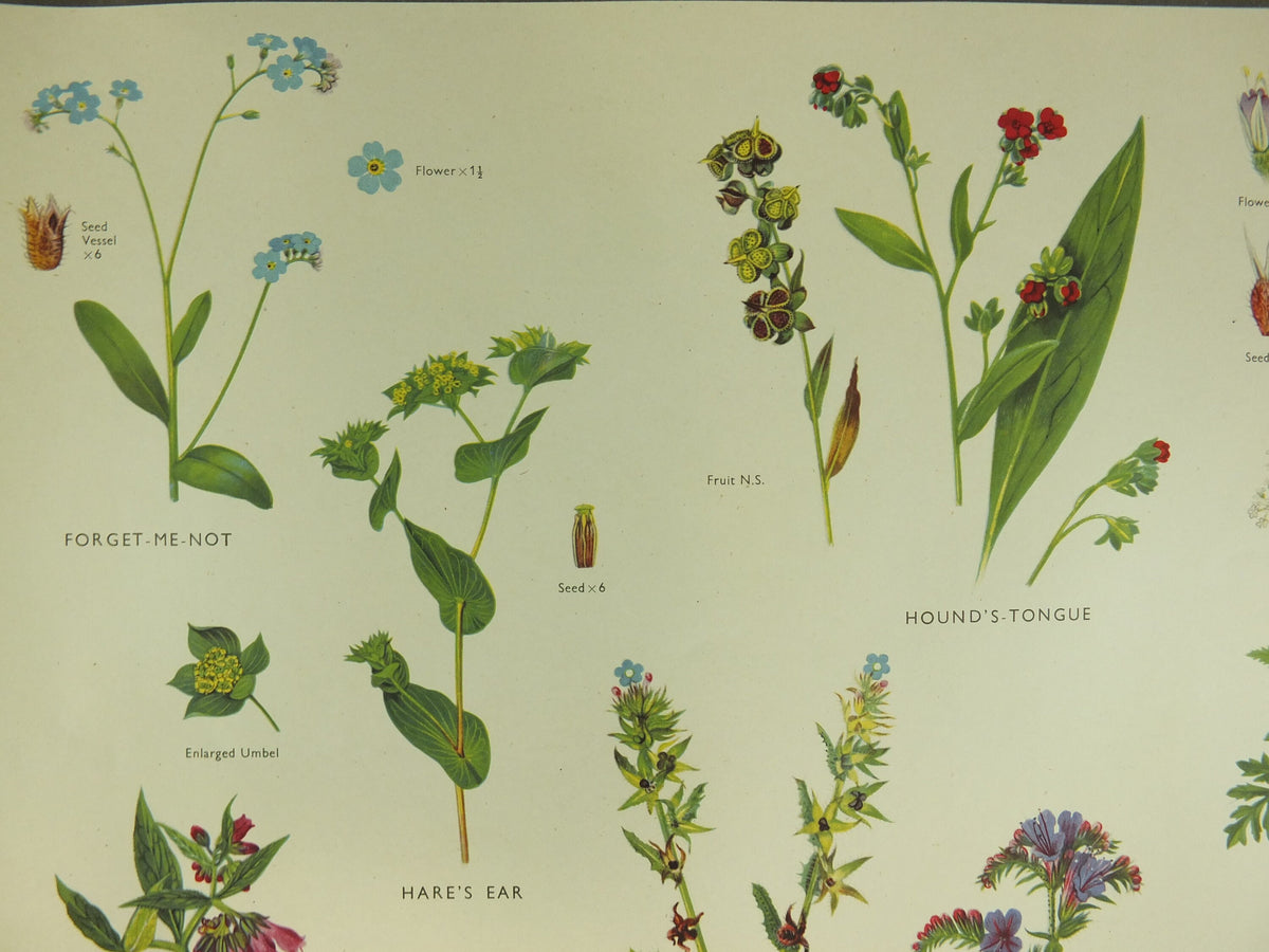 Original Vintage Macmillan Wild Flowers Forget Me Not Parsley Educational Poster print wall art Nature biology botany botanical 1950s