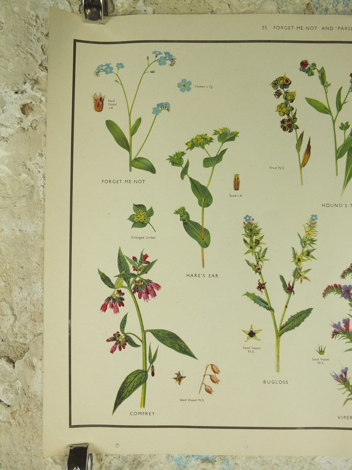 Original Vintage Macmillan Wild Flowers Forget Me Not Parsley Educational Poster print wall art Nature biology botany botanical 1950s
