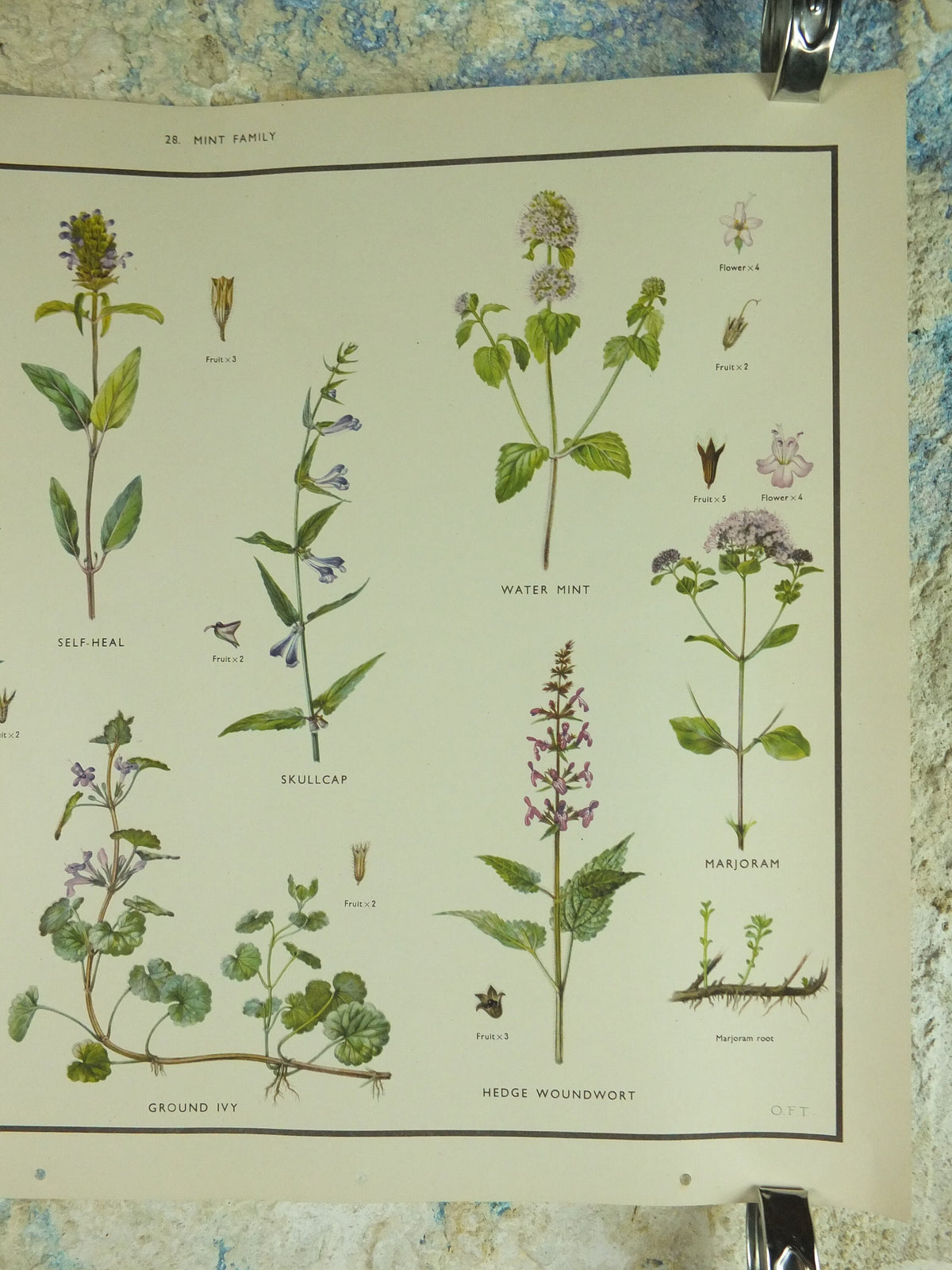 Original Vintage Macmillan Wild Flowers Mint herb Educational Poster nettle majoram ivy print wall art Nature biology botany botanical 1950s