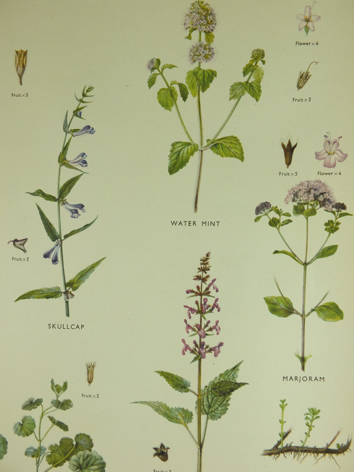 Original Vintage Macmillan Wild Flowers Mint herb Educational Poster nettle majoram ivy print wall art Nature biology botany botanical 1950s