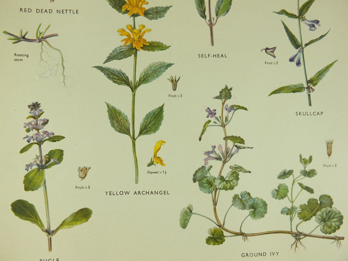 Original Vintage Macmillan Wild Flowers Mint herb Educational Poster nettle majoram ivy print wall art Nature biology botany botanical 1950s