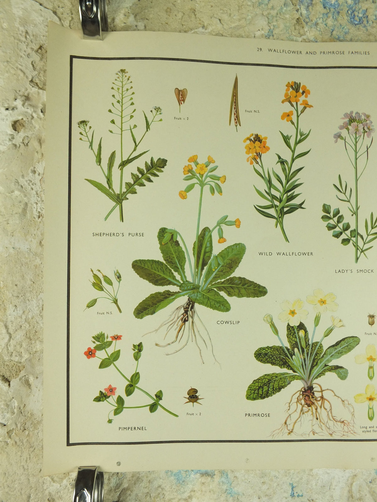 Original Vintage Macmillan Wild Flowers Wallflower Primrose Educational Poster Cowslip print wall art Nature biology botany botanical 1950s