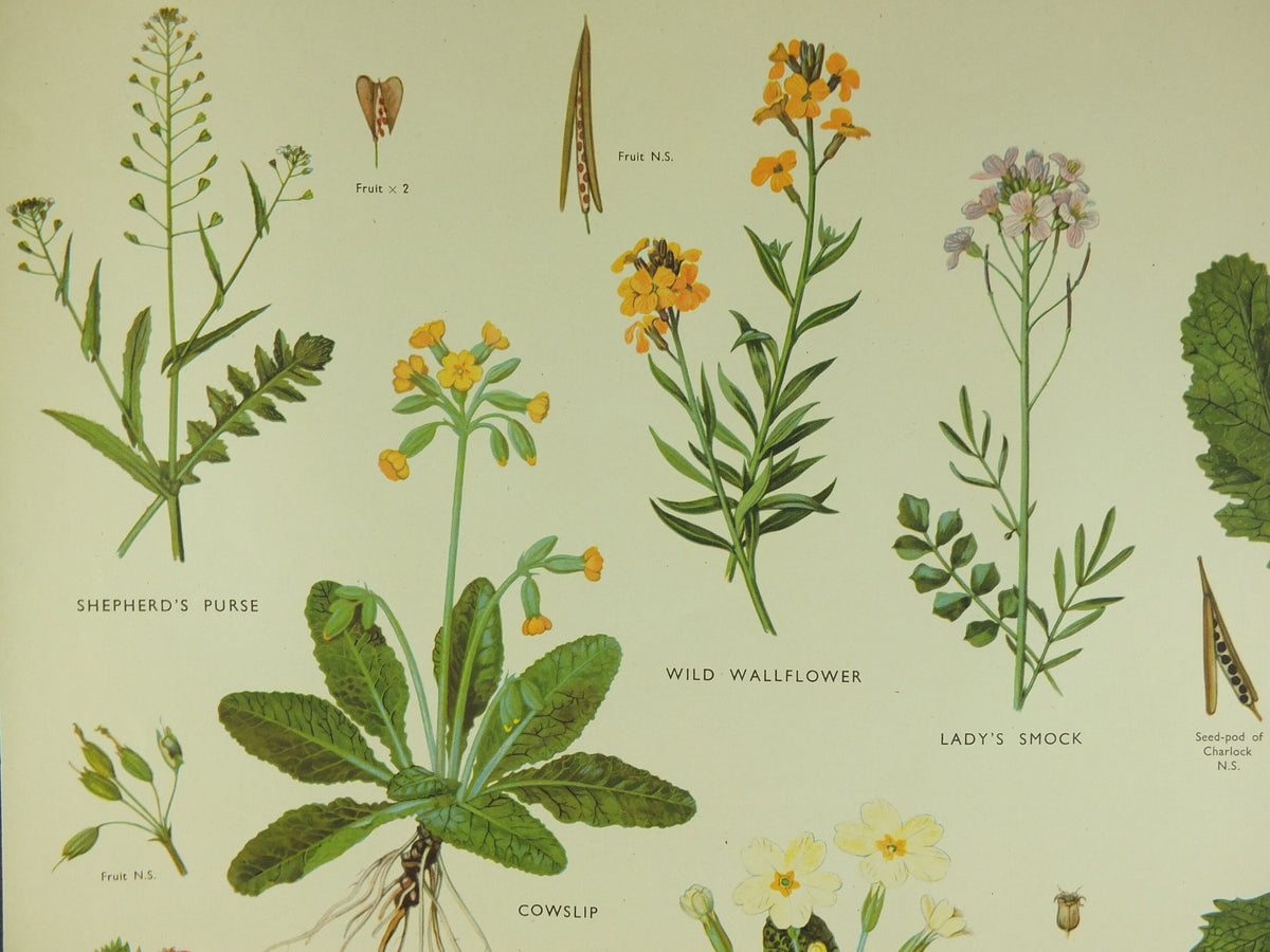 Original Vintage Macmillan Wild Flowers Wallflower Primrose Educational Poster Cowslip print wall art Nature biology botany botanical 1950s
