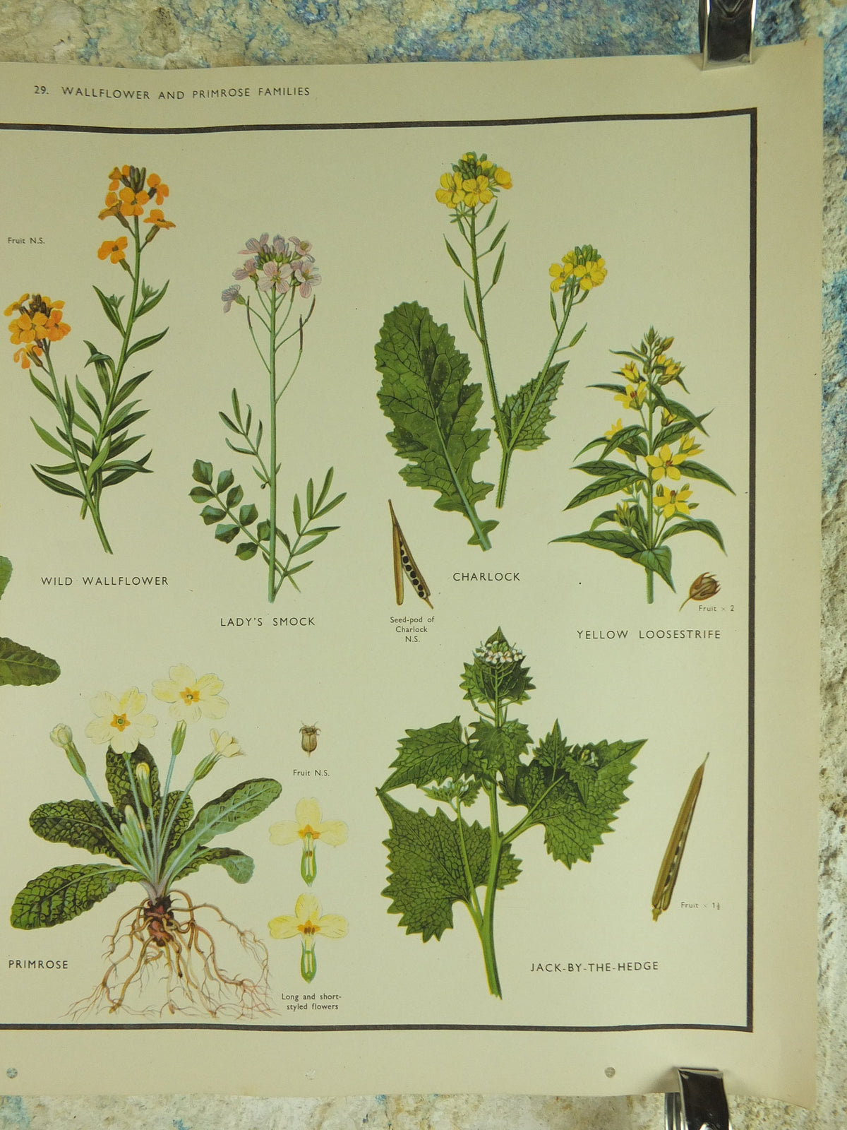 Original Vintage Macmillan Wild Flowers Wallflower Primrose Educational Poster Cowslip print wall art Nature biology botany botanical 1950s