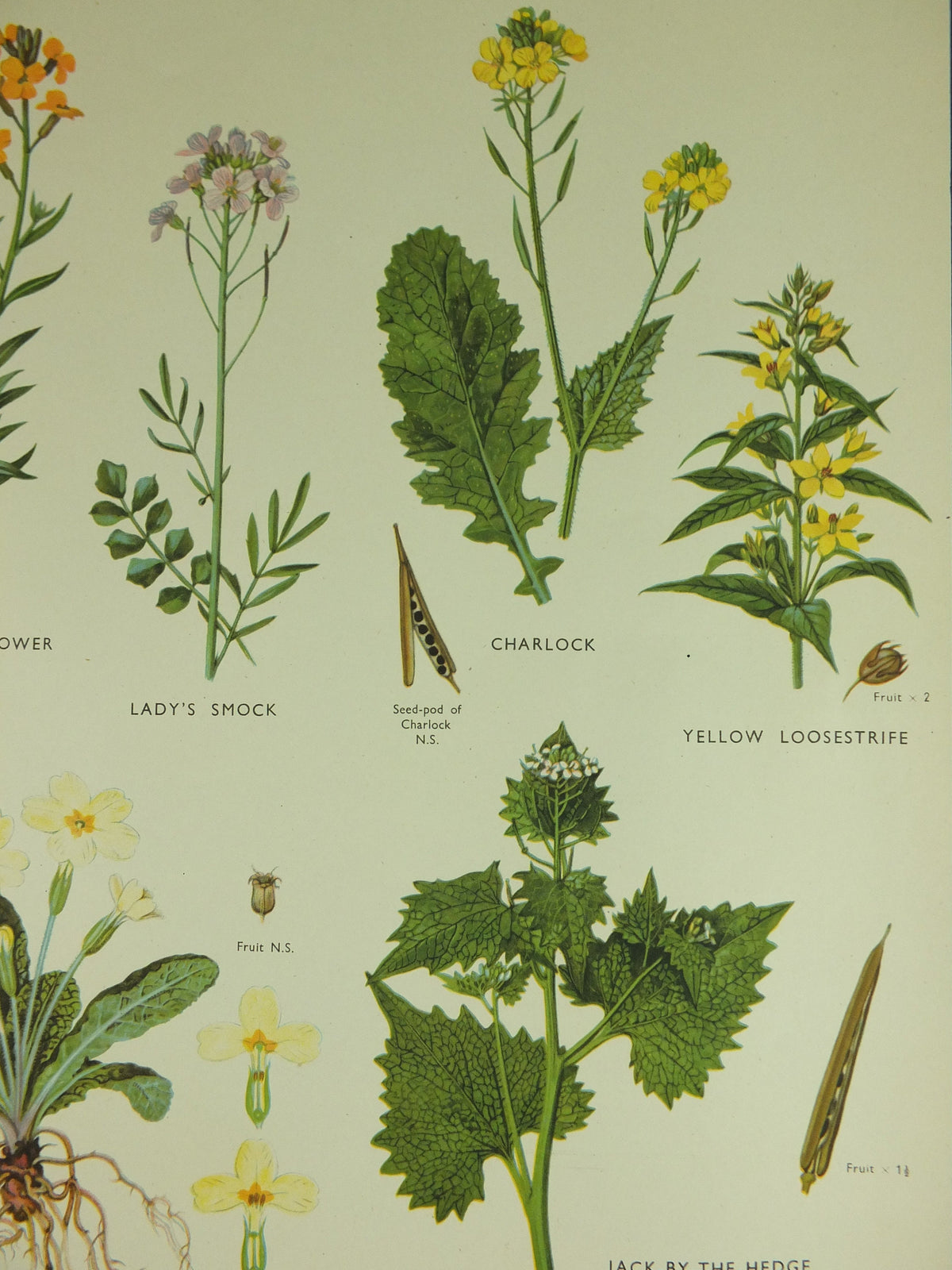 Original Vintage Macmillan Wild Flowers Wallflower Primrose Educational Poster Cowslip print wall art Nature biology botany botanical 1950s