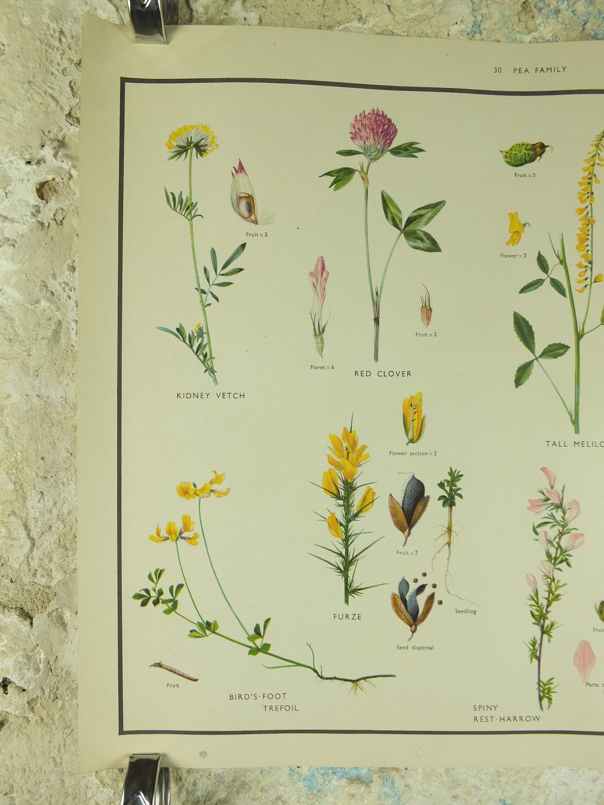 Original Vintage Macmillan Wild Flowers Pea Educational Poster Clover Broom Melilot print wall art Nature biology botany botanical 1950s