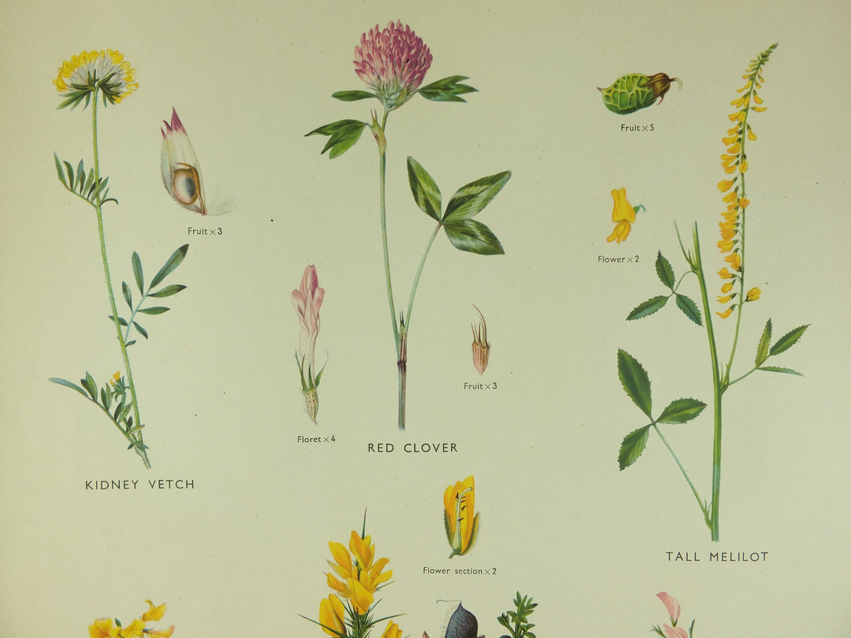 Original Vintage Macmillan Wild Flowers Pea Educational Poster Clover Broom Melilot print wall art Nature biology botany botanical 1950s