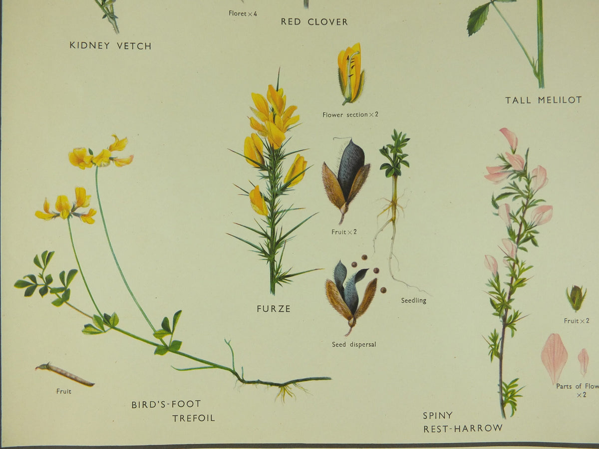 Original Vintage Macmillan Wild Flowers Pea Educational Poster Clover Broom Melilot print wall art Nature biology botany botanical 1950s