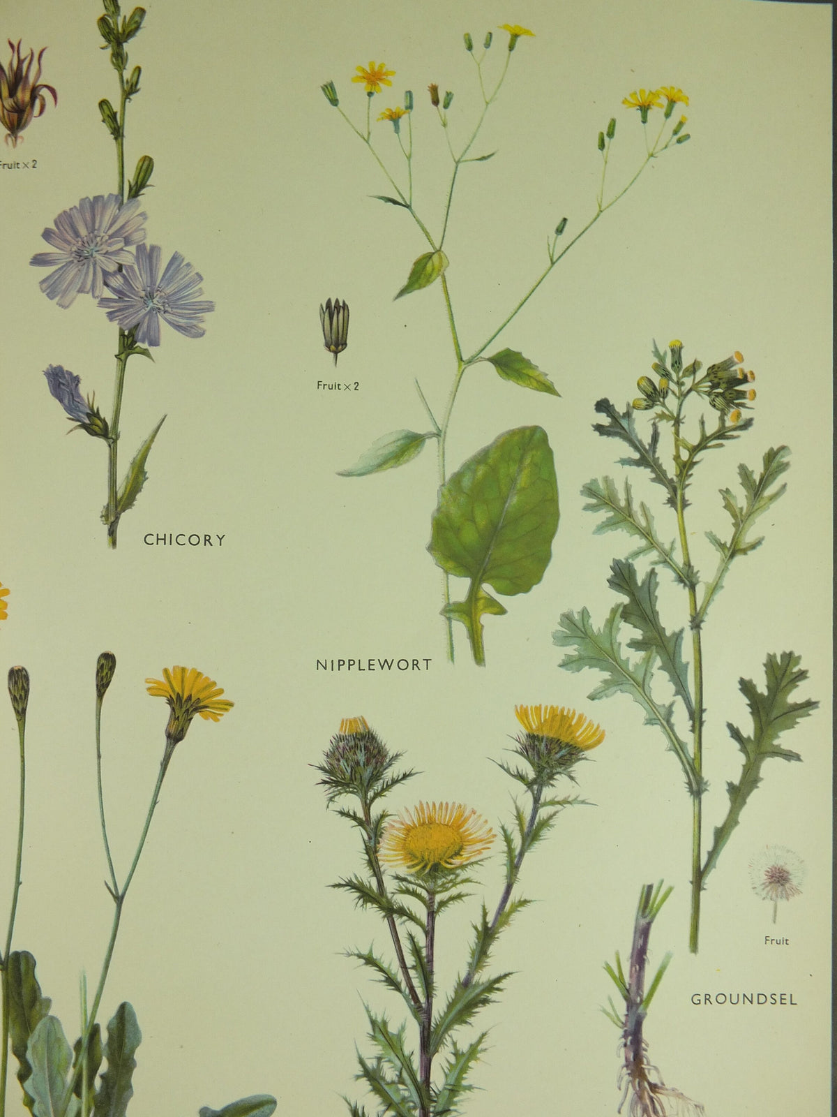 Original Vintage Macmillan Wild Flowers Daisy Educational Poster Thistle Ragwort print wall art Nature biology botany botanical 1950s