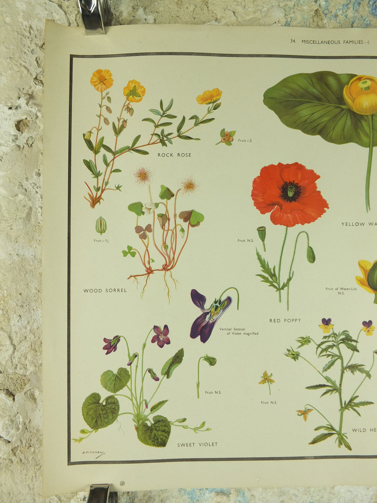 Original Vintage Macmillan Wild Flowers Educational Poster Poppy Water Lily Violet print wall art Nature biology botany botanical 1950s