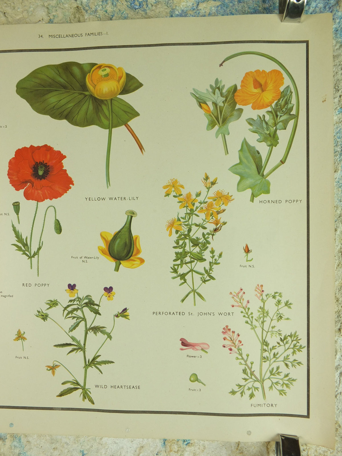 Original Vintage Macmillan Wild Flowers Educational Poster Poppy Water Lily Violet print wall art Nature biology botany botanical 1950s