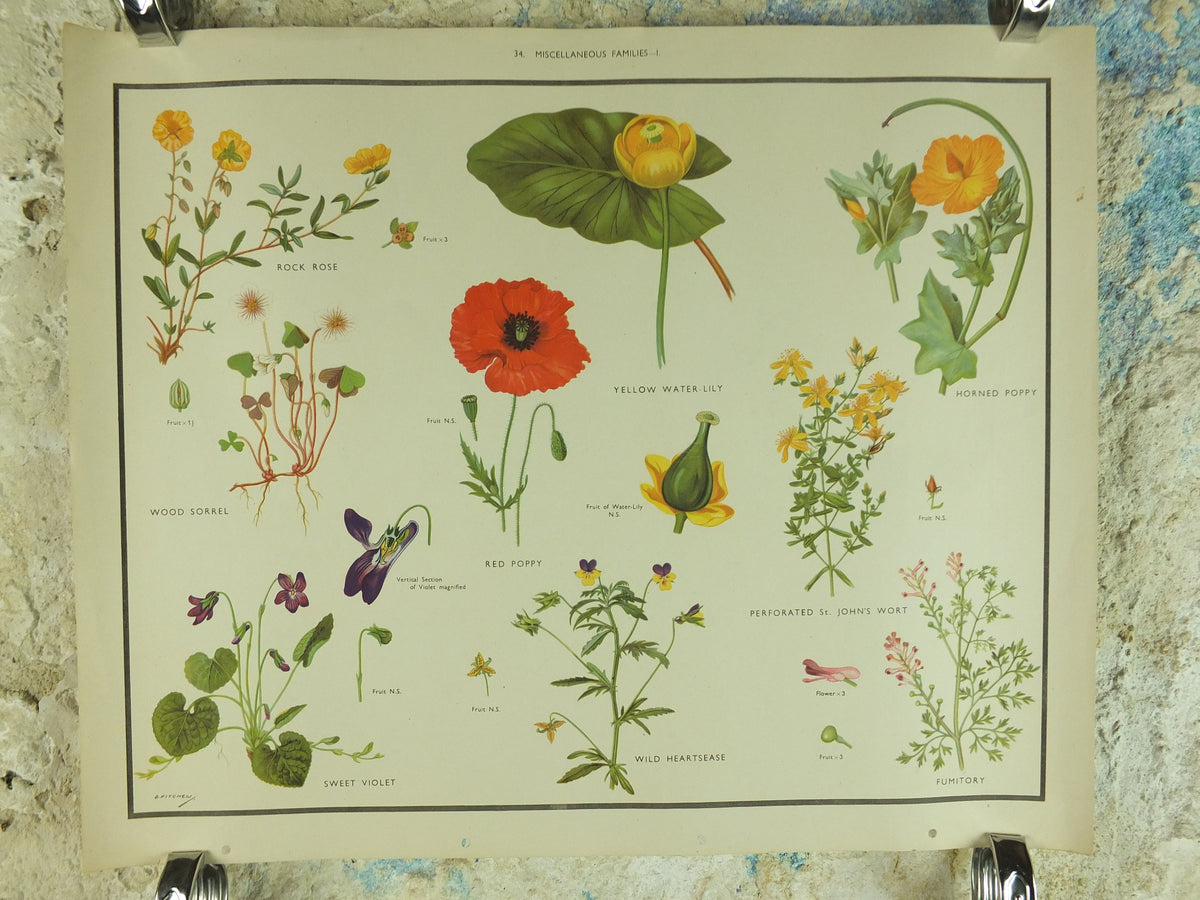 Original Vintage Macmillan Wild Flowers Educational Poster Poppy Water Lily Violet print wall art Nature biology botany botanical 1950s