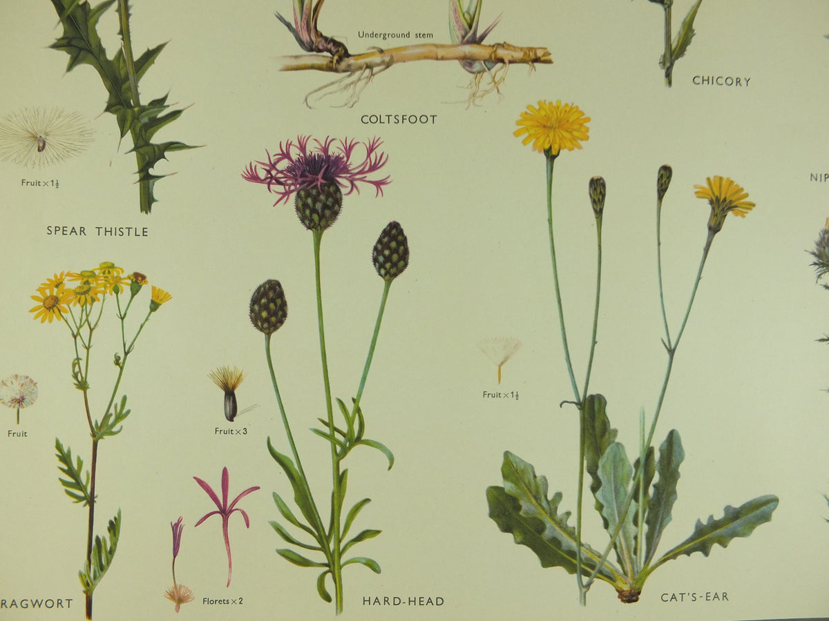 Original Vintage Macmillan Wild Flowers Daisy Educational Poster Thistle Ragwort print wall art Nature biology botany botanical 1950s