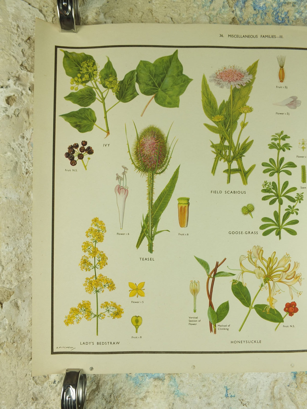 Original Vintage Macmillan Wild Flowers Educational Poster Honeysuckle Periwinkle Ivy print wall art Nature biology botany botanical 1950s
